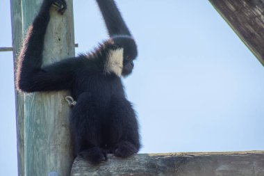 Büyük bir zoolojik bahçede alınmış güzel bir maymun örneği.