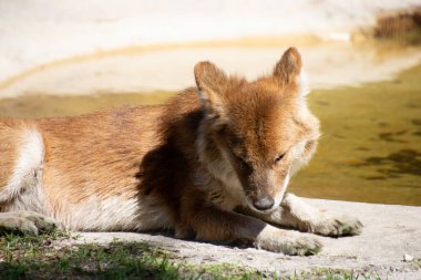 Büyük bir zoolojik bahçede alınmış güzel bir çukur örneği.