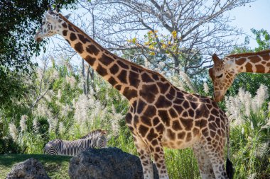 Büyük bir zoolojik bahçede alınmış güzel bir zürafa örneği.