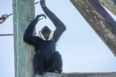 Büyük bir zoolojik bahçede alınmış güzel bir maymun örneği.