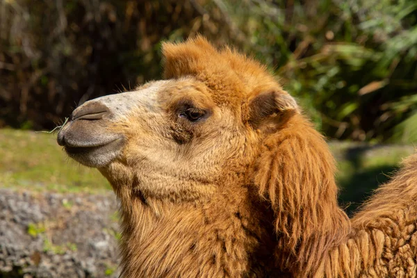 Bonito Ejemplar Camello Tomado Gran Jardín Zoológico —  Fotos de Stock