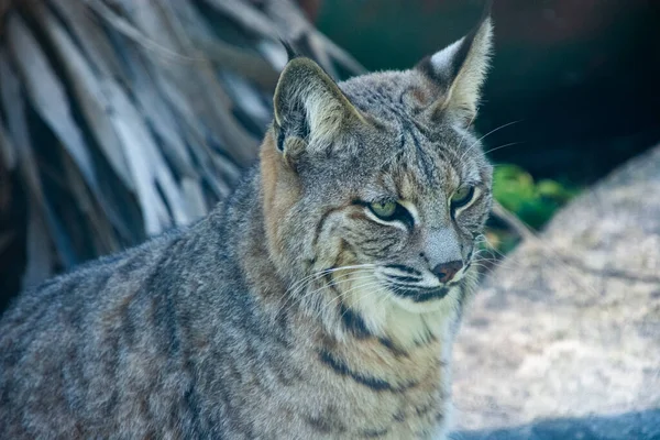 Mooi Exemplaar Van Lynx Genomen Een Grote Zoölogische Tuin — Stockfoto