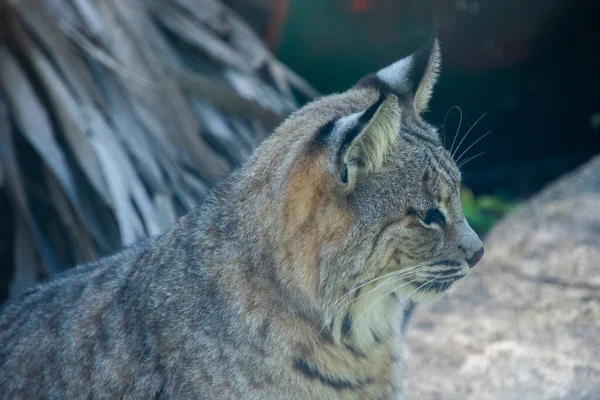 Mooi Exemplaar Van Lynx Genomen Een Grote Zoölogische Tuin — Stockfoto