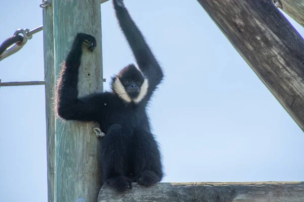 在一个大动物园里采集的猴子标本真漂亮 — 图库照片