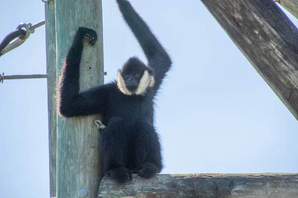 Schönes Affenexemplar Aus Einem Großen Zoologischen Garten — Stockfoto