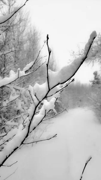 Bosque Canadiense Nevado Durante Invierno — Foto de Stock