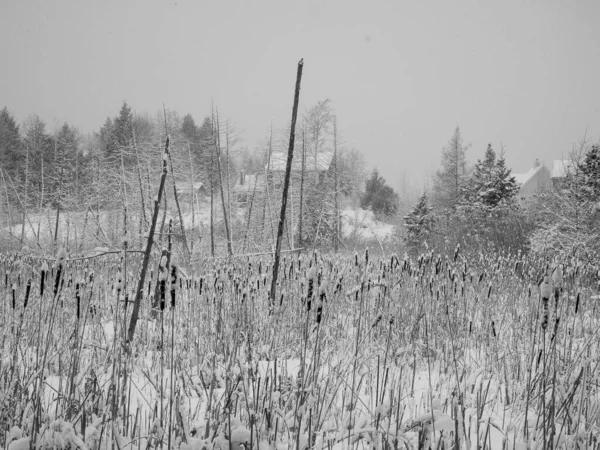 Kış Boyunca Karlı Kanada Ormanları — Stok fotoğraf