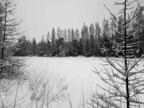 Havas Kanadai Erdő Télen — Stock Fotó