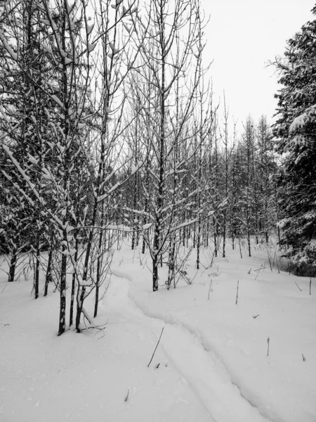 Sněžný Kanadský Les Zimě — Stock fotografie