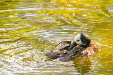 Quebec 'teki Kanada ormanında baharda bir gölde ördek.