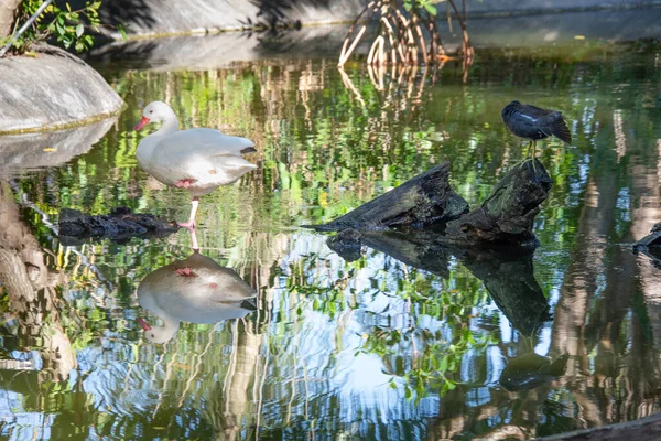 Bonitas Aves Pequeño Estanque Exótico Soleada Florida —  Fotos de Stock