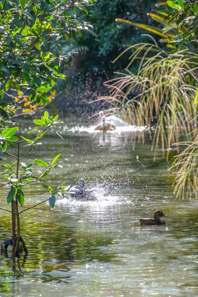 Graziosi Uccelli Piccolo Stagno Esotico Nella Soleggiata Florida Usa — Foto Stock