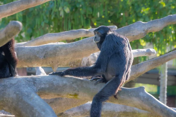 Ωραίο Δείγμα Μαϊμούς Που Λαμβάνονται Ένα Μεγάλο Ζωολογικό Κήπο — Φωτογραφία Αρχείου