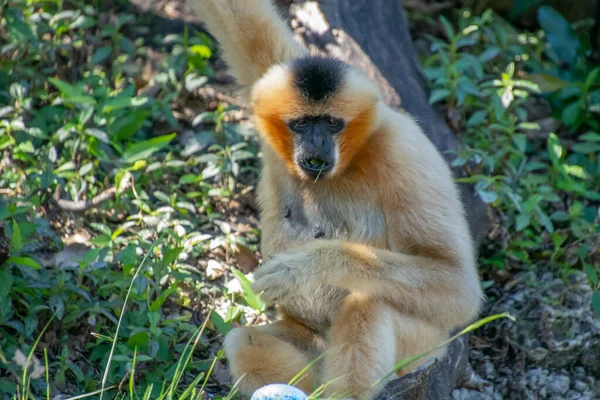 Ωραίο Δείγμα Μαϊμούς Που Λαμβάνονται Ένα Μεγάλο Ζωολογικό Κήπο — Φωτογραφία Αρχείου