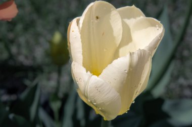 Güzel lale. Arka plan görünümünü kapat. 