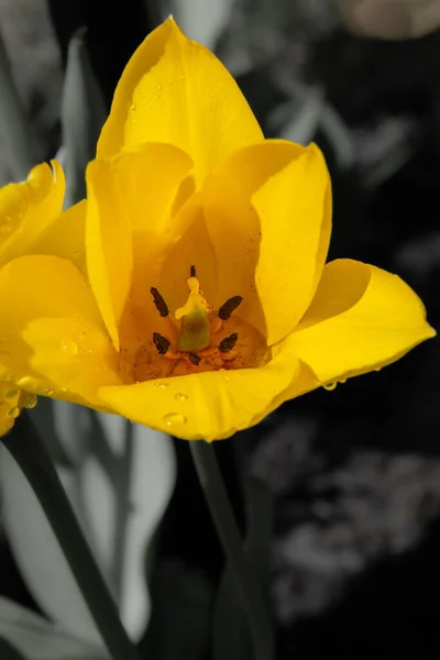 Gyönyörű Tulipán Közelről Háttér Nézet — Stock Fotó