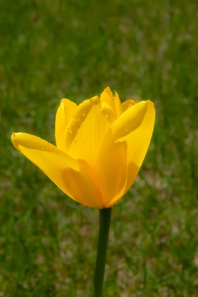 Hermoso Tulipán Primer Plano Vista Fondo — Foto de Stock