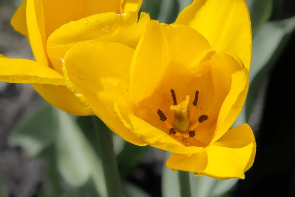 Gyönyörű Tulipán Közelről Háttér Nézet — Stock Fotó
