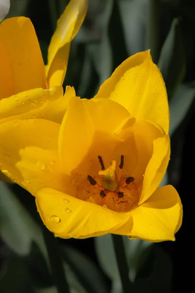 Schöne Tulpe Nahaufnahme Hintergrundansicht — Stockfoto