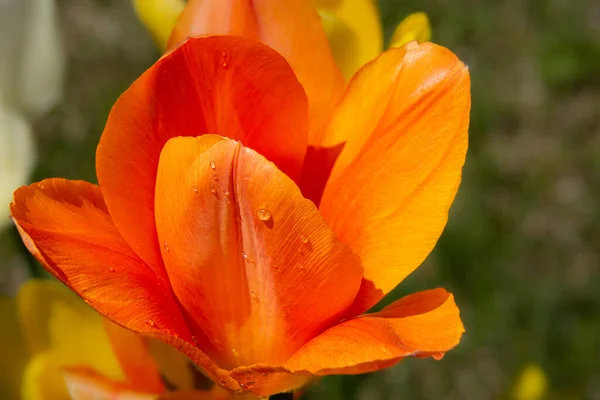 Krásný Tulipán Zavřít Pohled Pozadí — Stock fotografie