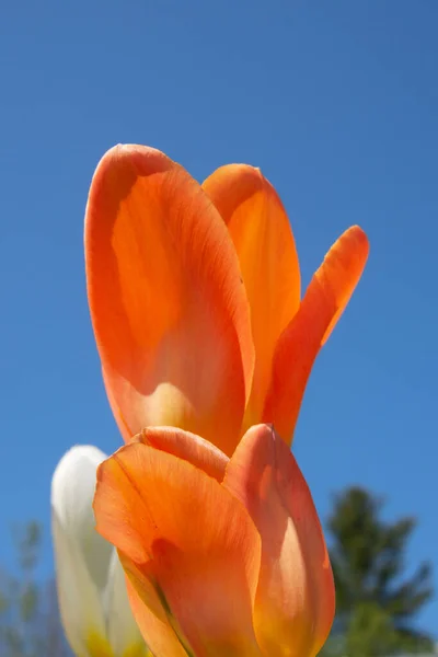 Bellissimo Tulipano Primo Piano Vista Sullo Sfondo — Foto Stock