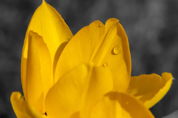 Bela Tulipa Close Fundo Vista — Fotografia de Stock