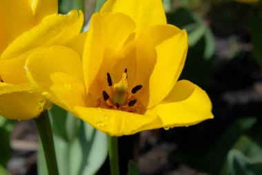 Güzel lale. Arka plan görünümünü kapat. 