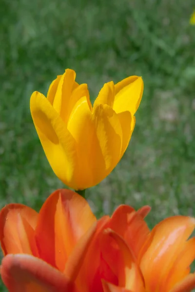 Bellissimo Tulipano Primo Piano Vista Sullo Sfondo — Foto Stock