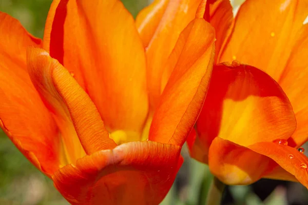 Весной Канадской Сельской Местности Квебеке Цветёт Цветущий Тюльпан — стоковое фото