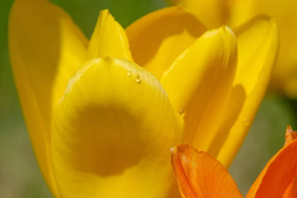 Muito Recentemente Floresceu Tulipa Colorida Primavera Campo Canadense Quebec — Fotografia de Stock