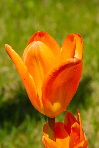 Pretty Freshly Bloomed Colorful Tulip Spring Canadian Countryside Quebec — Stock Photo, Image