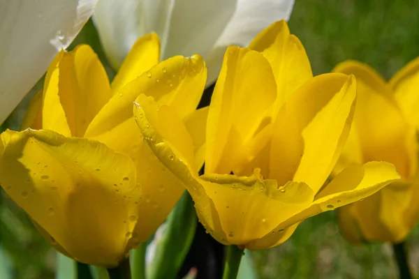 Elég Frissen Virágzott Színes Tulipán Tavasszal Kanadai Vidéken Quebec Ben — Stock Fotó