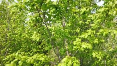 Quebec 'teki Kanada karışık ormanlarında rüzgarda sallanıyor.