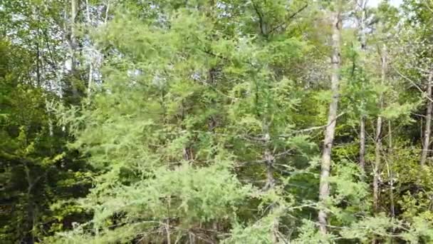 Bladeren Zwaaiend Wind Het Canadese Gemengde Bos Quebec — Stockvideo
