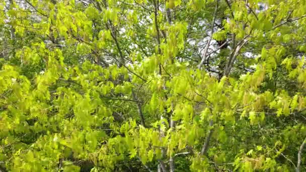 Blätter Wiegen Sich Wind Kanadischen Mischwald Quebec — Stockvideo