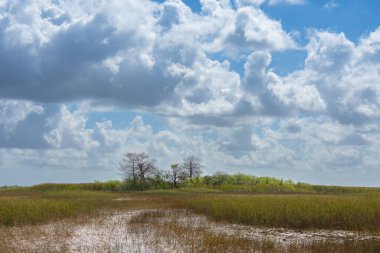 Uzun ağaçları ve mavi gökyüzü olan bir bataklık manzarası. 