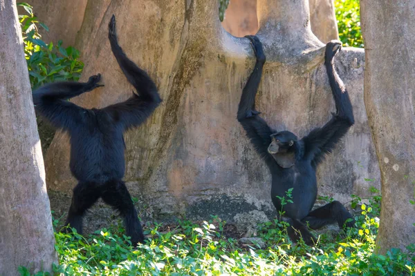 Joli Spécimen Singes Pris Dans Grand Jardin Zoologique — Photo
