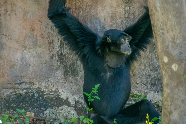 Bonito Espécime Macaco Levado Grande Jardim Zoológico — Fotografia de Stock