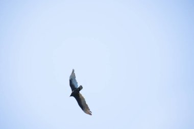 Mavi gökyüzü ile uçan kartal