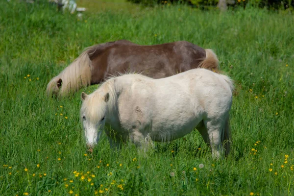 Cavalos Pastando Grama Verde — Fotografia de Stock