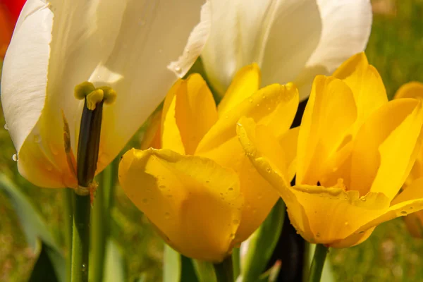 Schöne Frisch Geblühte Bunte Tulpe Frühling Der Kanadischen Landschaft Quebec — Stockfoto