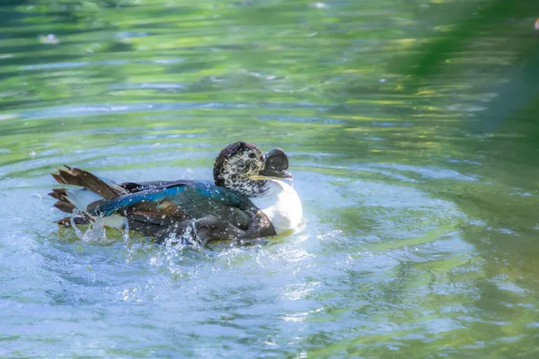 Eine Schöne Aufnahme Einer Niedlichen Ente Die Einem See Schwimmt — Stockfoto