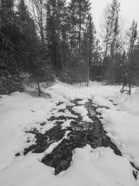 Kışın karlı bir ormanın dikey görüntüsü 