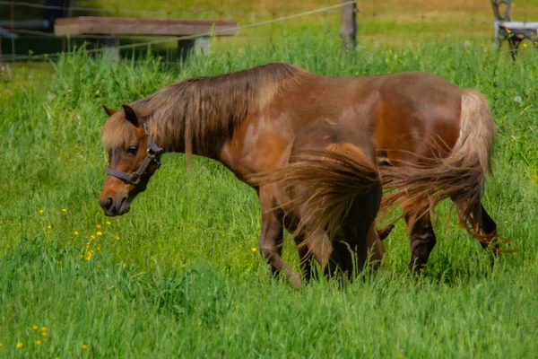 Cavalos Marrons Que Pastam Pasto Verde — Fotografia de Stock