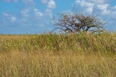 Mavi arka planda yeşil çimlerin güzel manzarası. 