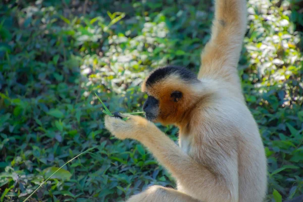 Eine Nahaufnahme Eines Niedlichen Affen — Stockfoto