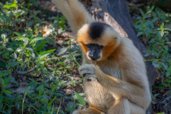 Μαϊμού Δέντρο — Φωτογραφία Αρχείου