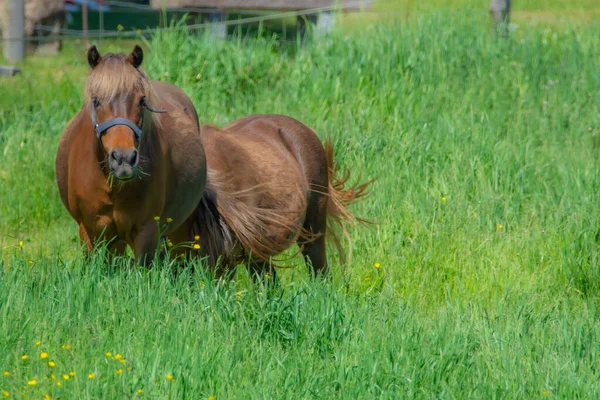 Bruna Hästar Grönt Gräs — Stockfoto