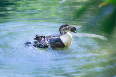 Gölde yüzen şirin bir ördeğin güzel bir fotoğrafı. 