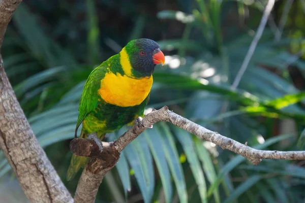 Nádherný Papoušek Parku — Stock fotografie
